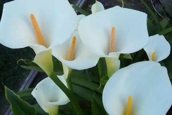 马蹄莲的花语有哪些 ,马蹄莲花语因颜色有何不同插图1 马蹄莲的花语有哪些 ,马蹄莲花语因颜色有何不同插图1