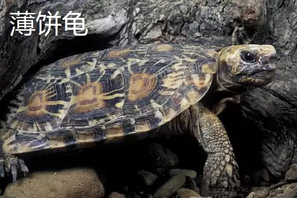 陆龟有哪些常见品种 ,陆龟的品种有哪些可介绍插图4