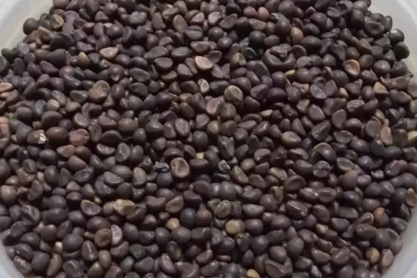 图片[4]-空心菜种子的浸泡时间 ,空心菜种子泡多久才适合种植呢？-会东网