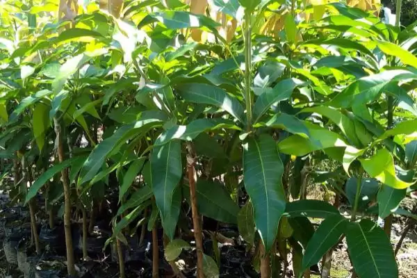 芒果苗怎么进行养护 ,芒果苗夏秋如何保持湿度插图1