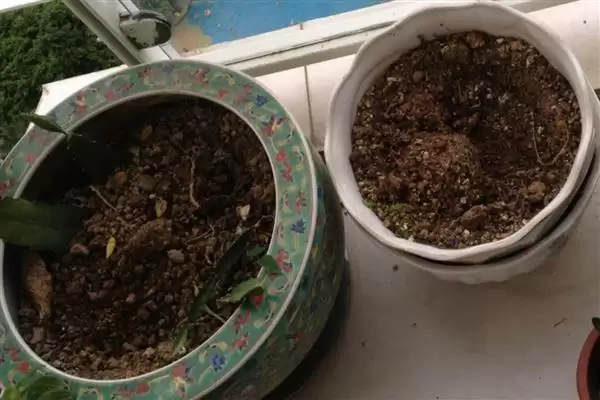 金钱榕的养殖方法 ,养殖金钱榕施肥方面要注意啥插图5 金钱榕的养殖方法 ,养殖金钱榕施肥方面要注意啥插图5