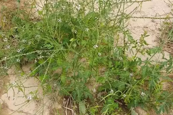 图片[2]-马鞭草的外形有什么特点 ,马鞭草的株高是多少左右-会东网