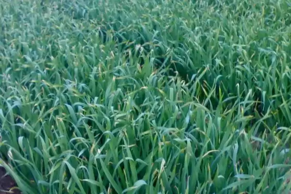 金乡大蒜的收获时间 ,金乡大蒜在何时进行收获呢插图2 金乡大蒜的收获时间 ,金乡大蒜在何时进行收获呢插图2