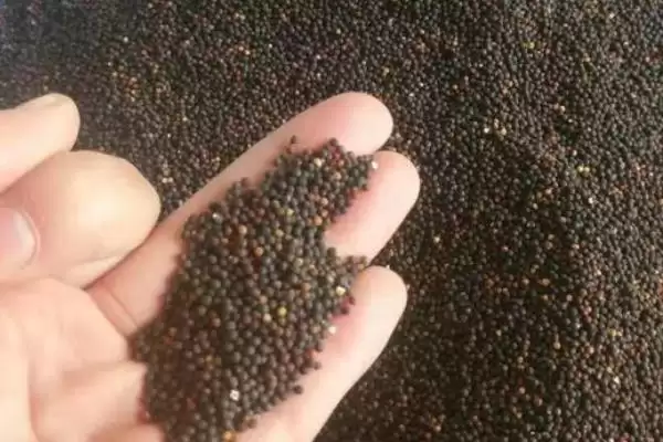 满天星适合在什么时候播种 ,满天星春秋播种为何适宜插图2