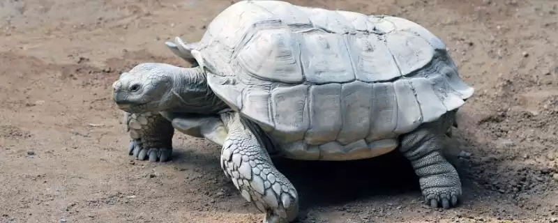 陆龟有哪些常见品种 ,陆龟的品种有哪些可介绍-会东网
