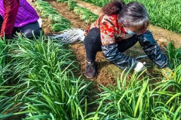 韭菜种子的价格 ,韭菜种子每斤的价格大概是多少呢?插图10 韭菜种子的价格 ,韭菜种子每斤的价格大概是多少呢?插图10