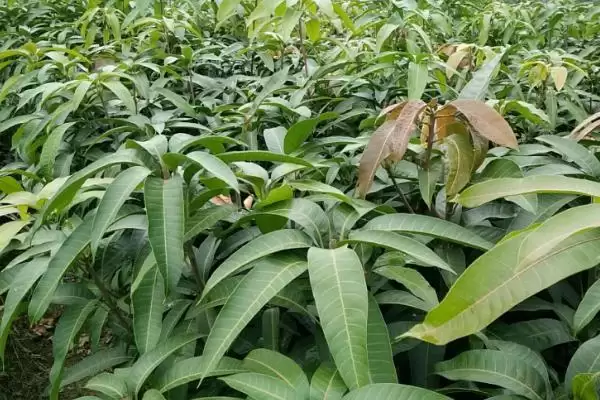 芒果苗怎么进行养护 ,芒果苗夏秋如何保持湿度插图3
