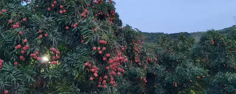 荔枝挂果到成熟的时间 ,荔枝挂果到成熟要多久时间呢?-会东网