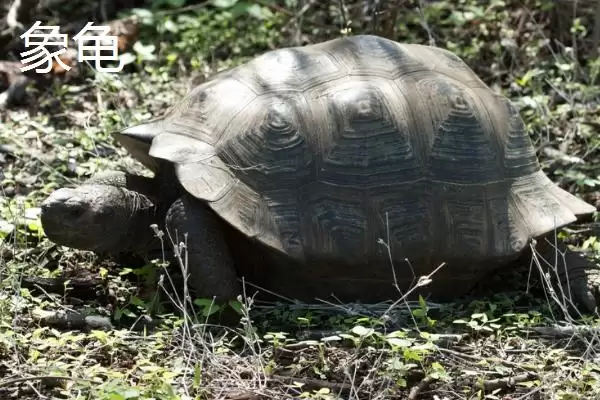 陆龟有哪些常见品种 ,陆龟的品种有哪些可介绍插图1