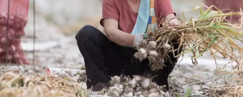 金乡大蒜的收获时间 ,金乡大蒜在何时进行收获呢-会东网