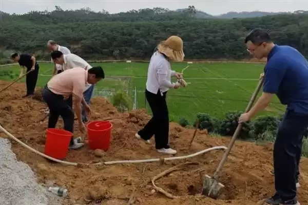 荔枝挂果到成熟的时间 ,荔枝挂果到成熟要多久时间呢?插图6 荔枝挂果到成熟的时间 ,荔枝挂果到成熟要多久时间呢?插图6