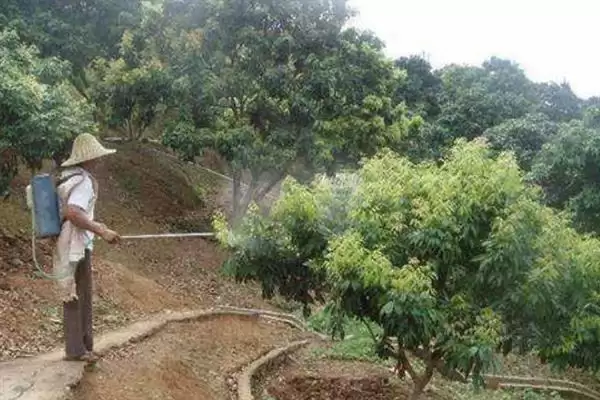 荔枝挂果到成熟的时间 ,荔枝挂果到成熟要多久时间呢?插图11 荔枝挂果到成熟的时间 ,荔枝挂果到成熟要多久时间呢?插图11