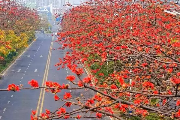 图片[3]-木棉的产地主要在哪些地方呢,木棉的产地在亚热带地区分布较多-会东网