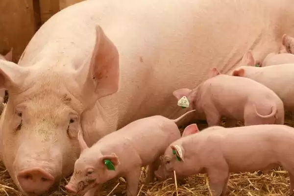 母猪产仔所需的时间是多久呢,母猪正常产程一般为 3-4 小时插图1 母猪产仔所需的时间是多久呢,母猪正常产程一般为 3-4 小时插图1