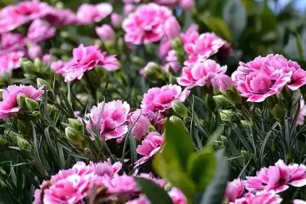 康乃馨的秋季开花情况 ,康乃馨在秋天会开花吗?插图2 康乃馨的秋季开花情况 ,康乃馨在秋天会开花吗?插图2