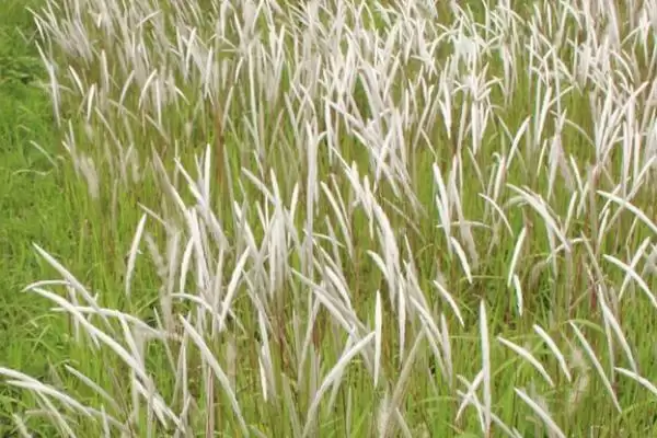 茅草有哪些危害及好处呢 ,茅草生长快但影响其他作物生长插图3 茅草有哪些危害及好处呢 ,茅草生长快但影响其他作物生长插图3