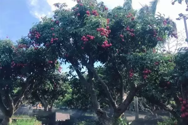 荔枝挂果到成熟的时间 ,荔枝挂果到成熟要多久时间呢?插图8 荔枝挂果到成熟的时间 ,荔枝挂果到成熟要多久时间呢?插图8