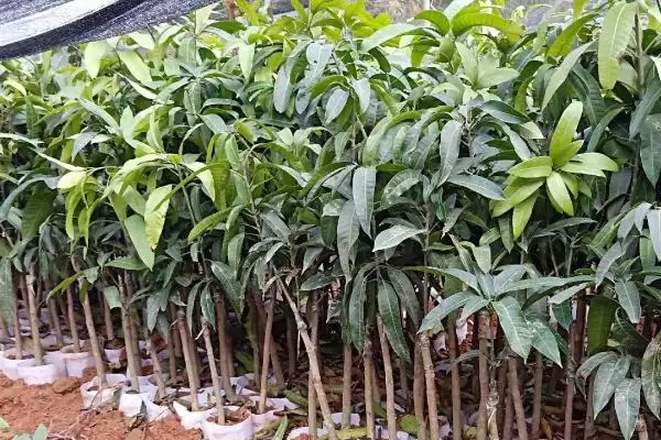 芒果苗怎么进行养护 ,芒果苗夏秋如何保持湿度插图2