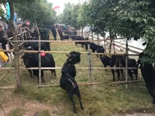 四川省黑山羊小镇火了(四川被称为天下第一锅的羊肉在哪里)?插图 四川省黑山羊小镇火了(四川被称为天下第一锅的羊肉在哪里)?插图