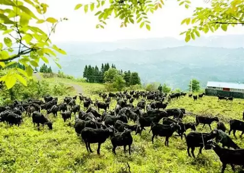 四川省黑山羊小镇火了(四川被称为天下第一锅的羊肉在哪里)?插图1 四川省黑山羊小镇火了(四川被称为天下第一锅的羊肉在哪里)?插图1