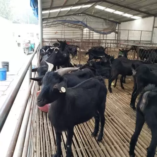 四川省黑山羊小镇火了(四川被称为天下第一锅的羊肉在哪里)?插图3 四川省黑山羊小镇火了(四川被称为天下第一锅的羊肉在哪里)?插图3