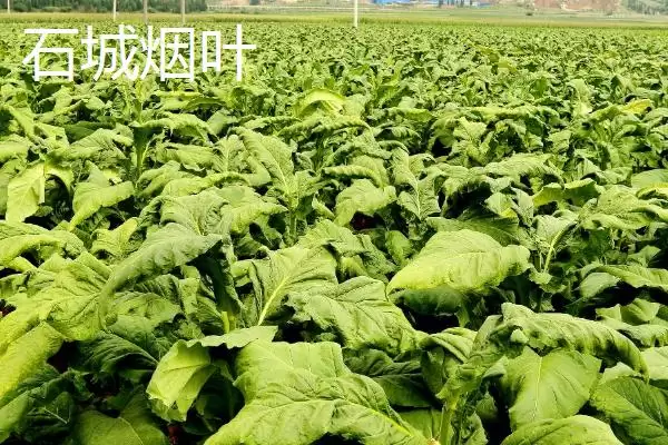 图片[6]-江西石城县的特产 ,江西石城县有什么驰名特产-会东网
