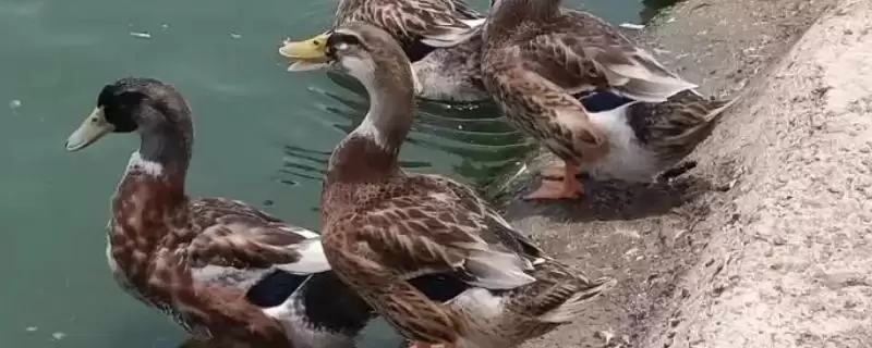 麻鸭和白鸭有什么区别 ,麻鸭和白鸭外形特征有何不同-会东网