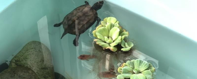 乌龟呕吐治疗方法的要点和依据？治疗乌龟呕吐需注意什么？-会东网