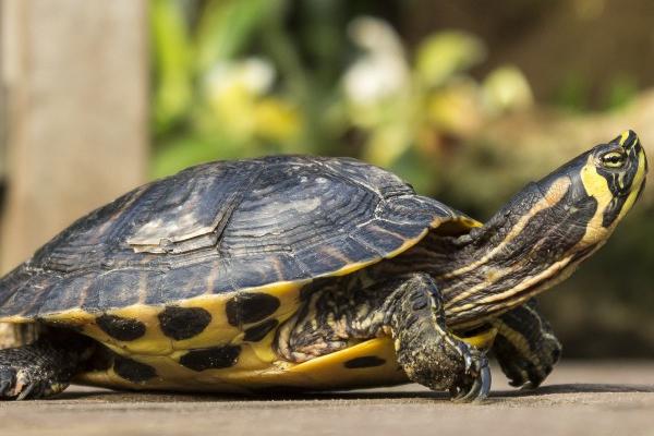 乌龟呕吐治疗方法的要点和依据？治疗乌龟呕吐需注意什么？插图3