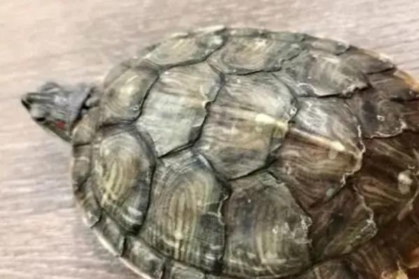 乌龟呕吐治疗方法的要点和依据？治疗乌龟呕吐需注意什么？插图2