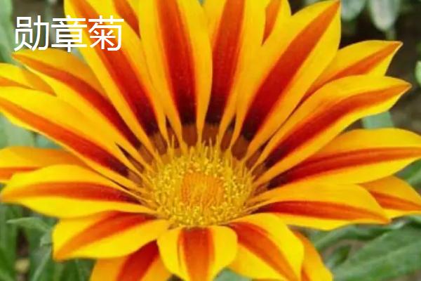 图片[6]-挑选品质好的小菊系菊花种子的方法和重点？挑选品质好的小菊系菊花种子要做好哪些细节？-会东网