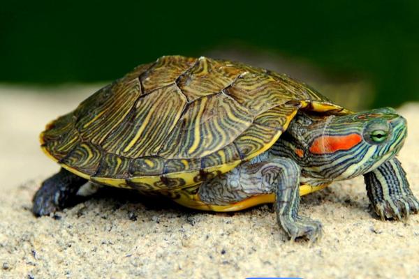 乌龟呕吐治疗方法的要点和依据？治疗乌龟呕吐需注意什么？插图1