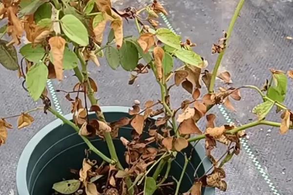 图片[4]-烧根如何补救？应对植物烧根问题要采取哪些有效的补救措施？-会东网