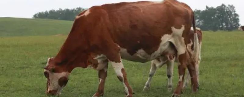 新生牛犊喘气快的原因和要点?分析新生牛犊喘气问题需关注哪些方面?-会东网