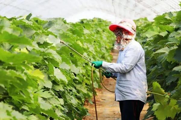 图片[3]-杀虫剂吡虫啉怎么使用？使用杀虫剂吡虫啉要遵循哪些正确方法？-会东网