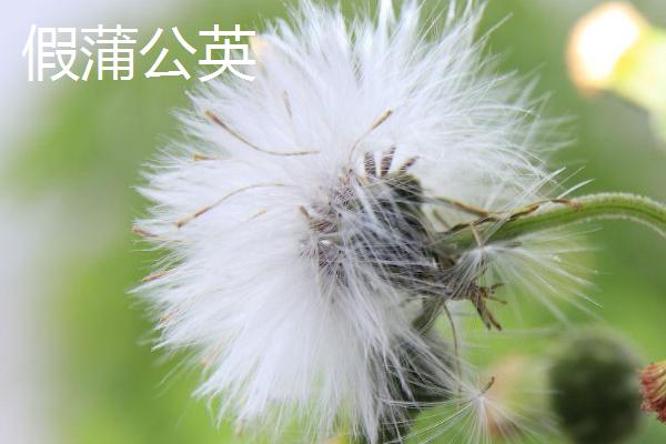 图片[3]-蒲公英真假辨别技巧：从根部、叶片、冠毛等方面分辨-会东网
