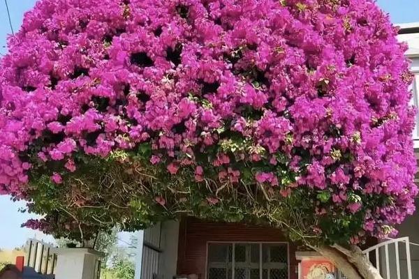 图片[4]-三角梅怎么过冬？养护三角梅过冬要采取哪些有效的防寒保暖措施？-会东网