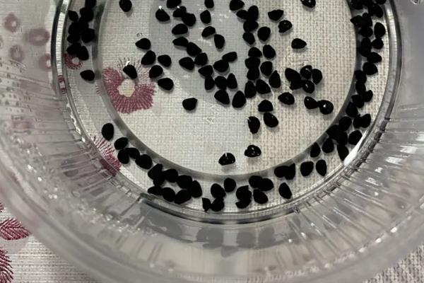 韭菜种子的价格 ,韭菜种子每斤的价格大概是多少呢?插图3 韭菜种子的价格 ,韭菜种子每斤的价格大概是多少呢?插图3