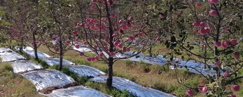 苹果脱袋后何时铺反光膜,经过2-3天即可铺膜-会东网