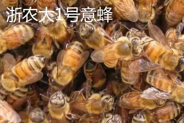 图片[3]-养什么蜂具有良好的效益，虎头蜂、意蜂等品种均是适宜选择-会东网