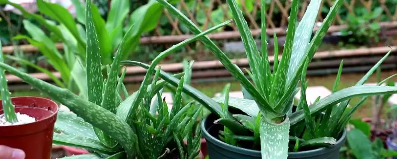 可直接敷脸的芦荟品种 ,库拉索芦荟直接敷脸有何好处？-会东网