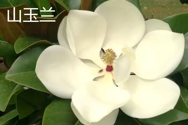 图片[2]-山玉兰和广玉兰有什么区别？区分山玉兰和广玉兰要关注哪些差异？-会东网