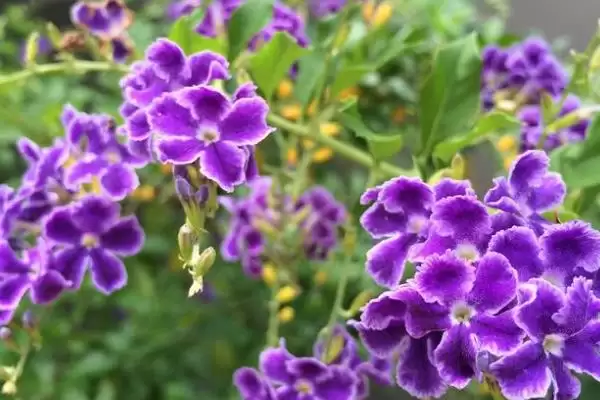 图片[2]-紫罗兰花语的含义和要点？理解紫罗兰花语需关注哪些关键信息？-会东网