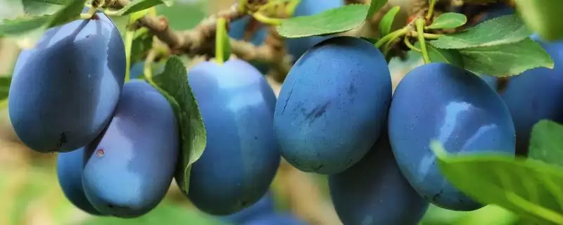 种植西梅的方法和重点？种植西梅要做好哪些细节？-会东网