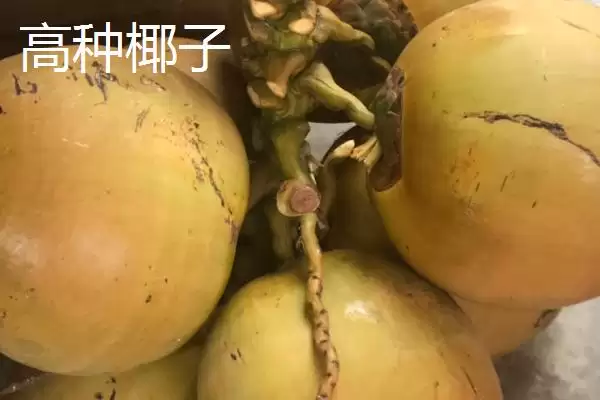 图片[3]-了解中国椰子主产地的方法和重点？了解中国椰子主产地要做好哪些细节？-会东网