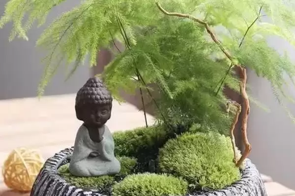 图片[4]-文竹摆放在哪里对风水好？确定文竹摆放位置考虑风水要了解哪些风水文化和植物特性要点？-会东网