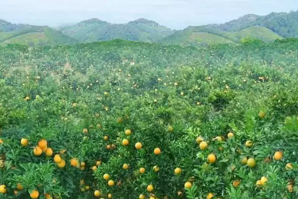 图片[5]-种植柑橘的条件和要点？种植柑橘需满足哪些必要条件？-会东网