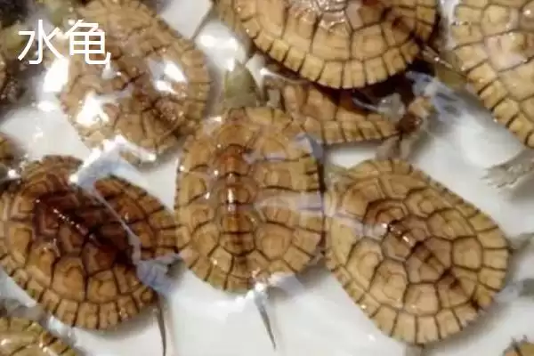 图片[2]-水龟和陆龟的区别？区分水龟和陆龟要关注哪些重要的生理和习性差异？-会东网