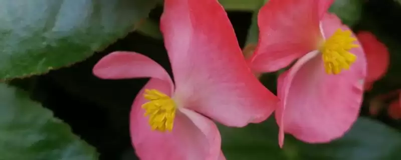 养殖秋海棠的方法和重点？养殖秋海棠要做好哪些细节？-会东网