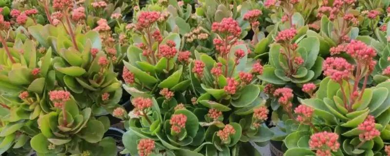 掌握长寿花浇水技巧的方法和重点？掌握长寿花浇水技巧要做好哪些细节？-会东网
